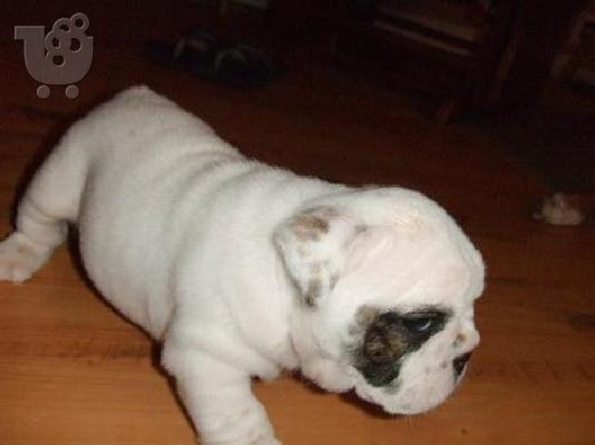 PoulaTo: Englisg Bulldog Κόκερ Σπάνιελ